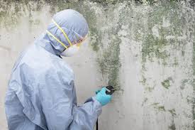 Reliable Coal City, WV Mold Removal Services Solutions